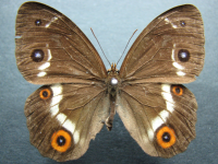 Tisiphone abeona morrisi - Adult